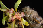 Shortseed waterwort